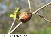 Ootheca hierodula transcaucasica on a branch. Стоковое фото, фотограф Леонид Еремейчук / Фотобанк Лори