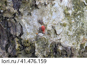 Trombidiidae on tree bark. Стоковое фото, фотограф Леонид Еремейчук / Фотобанк Лори