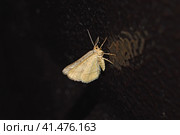 White night butterfly on the painted metal surface. Стоковое фото, фотограф Леонид Еремейчук / Фотобанк Лори