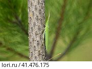 Green locusts, orthoptera insect. Стоковое фото, фотограф Леонид Еремейчук / Фотобанк Лори