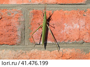 Green locusts, orthoptera insect. Стоковое фото, фотограф Леонид Еремейчук / Фотобанк Лори