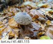 Macrolepiota procera, the great  parasol mushroom, is a basidiomycete fungus with a large, prominent fruiting body resembling a parasol. Top view or view from above. Close up photography. Стоковое фото, фотограф YuryKara / Фотобанк Лори
