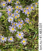 Aster amellus L. (семейство Asteraceae) Астра степная на полуострове Житкова острова Русский осенью. Россия. Стоковое фото, фотограф Овчинникова Ирина / Фотобанк Лори