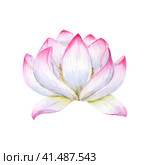 White pink Lotus. Water Lily. Vietnamese national flower. Multi-petaled flower. Watercolor illustration isolated on white. For cosmetic design, ayurveda products, poster, logo, label. Стоковая иллюстрация, иллюстратор Мария Толкачева / Фотобанк Лори
