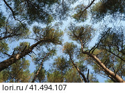 Bottom view of tall old trees in evergreen Dancing forest of  nature reserve (Curonian Spit), Kaliningrad Region, Blue sky in background. Sun light. Bright natural background. Стоковое фото, фотограф YuryKara / Фотобанк Лори
