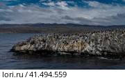 Many black-and-white cormorants settled on a rocky island. The waves are beating against the rocks, foaming. A picturesque mountain range against the sky and clouds. Argentina. Beagle Channel. Стоковое фото, фотограф Вера Ивановна Кубарева / Фотобанк Лори