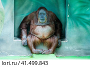 Суматранский Орангутан. Sumatran orangutan (лат Pongo abelii) Стоковое фото, фотограф Галина Савина / Фотобанк Лори