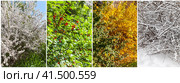 Bright seasonal collage of photographs from four seasons. Cherry bush in flowers in spring, with berries in summer, yellow in autumn and snowy in winter. Calendar, banner. Стоковое фото, фотограф Виктория Катьянова / Фотобанк Лори