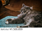 Серый кот жмуриться. Стоковое фото, фотограф Илья Старков / Фотобанк Лори