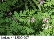 Дицентра красивая, Dicentra formosa (2023 год). Стоковое фото, фотограф Елена Орлова / Фотобанк Лори