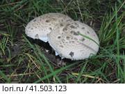 Forest mushrooms, wild forest, the search for mushrooms. Стоковое фото, фотограф Елена Бобкова / Фотобанк Лори