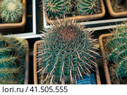 Ferocactus peninsulae and other varieties of cactus in pots. Стоковое фото, фотограф Ирина Вершинская / Фотобанк Лори