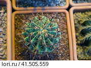 Ferocactus peninsulae and other varieties of cactus in pots. Стоковое фото, фотограф Ирина Вершинская / Фотобанк Лори