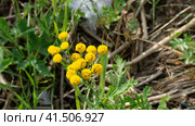 Yellow tansy close-up. Inflorescence of small yellow flowers on a green background. Стоковое фото, фотограф Tae Mi / Фотобанк Лори