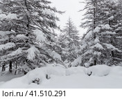Заснеженные деревья в зимнем лесу. Холодная снежная погода. На земле и на ветвях лиственниц много свежего чистого снега. Красивый зимний пейзаж. Поход в лес. Стоковое фото, фотограф Андрей Степанов / Фотобанк Лори