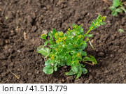 Common winter cress yellow flowers. Стоковое фото, фотограф Ольга Сейфутдинова / Фотобанк Лори