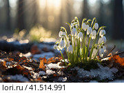 Early spring concept. Flowers snowdrops in garden, sunlight. First beautiful snowdrops in spring. Common snowdrop blooming. Galanthus nivalis bloom in spring forest. Snowdrops close up. Стоковое AI-изображение, AI-художник Ирина Михайличенко / Фотобанк Лори