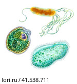 Unicellular protozoa. Set of illustration of a single cell bacterium. For printing textbooks, encyclopedias, brochures and posters on biology and medicine. For printing on objects and website design. Стоковая иллюстрация, иллюстратор Larisa Hamukova / Фотобанк Лори