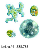 Unicellular protozoa. Set of illustration of a single cell bacterium. For printing textbooks, encyclopedias, brochures and posters on biology and medicine. For printing on objects and website design. Стоковая иллюстрация, иллюстратор Larisa Hamukova / Фотобанк Лори