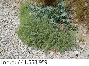 Green fruits of seaside katran. A plant on the shores of the Azov and Black Seas. Crambe maritima. Стоковое фото, фотограф Леонид Еремейчук / Фотобанк Лори
