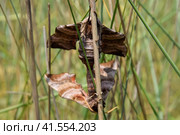 Mating of two butterflies of Sphingidae on stalk of grass. Smerinthus ocellata. Стоковое фото, фотограф Леонид Еремейчук / Фотобанк Лори