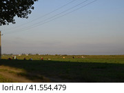 Workers on the plantation manually pull out the weeds. Workers in the field working (2016 год). Редакционное фото, фотограф Леонид Еремейчук / Фотобанк Лори