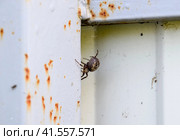female spider of the crosspiece weaves the net. Spider on the fence. Стоковое фото, фотограф Леонид Еремейчук / Фотобанк Лори