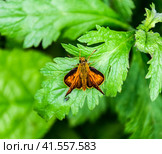 Butterfly red colored sat on a green leaf. Full photo with a sharp Closeup of a Skipper Hesperiidae butterfly taken with a macro lens. Now you can crop the photo itself. Стоковое фото, фотограф Леонид Еремейчук / Фотобанк Лори