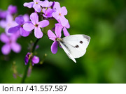 Butterfly cabbage pollinates a purple flower. Стоковое фото, фотограф Леонид Еремейчук / Фотобанк Лори