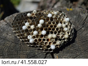Wasp nest lying on a tree stump. Стоковое фото, фотограф Леонид Еремейчук / Фотобанк Лори