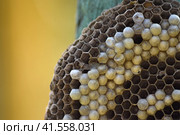 Wasp nest attached to a wooden board. Стоковое фото, фотограф Леонид Еремейчук / Фотобанк Лори