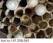 The larvae in honeycombs hornet's nest. Стоковое фото, фотограф Леонид Еремейчук / Фотобанк Лори