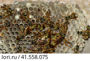 Wasp nest with wasps sitting on it. Стоковое фото, фотограф Леонид Еремейчук / Фотобанк Лори