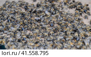 A large congestion of bees on a sheet of cardboard. Swarming of the bees. Honey bee. Стоковое фото, фотограф Леонид Еремейчук / Фотобанк Лори