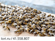 A large congestion of bees on a sheet of cardboard. Swarming of the bees. Honey bee. Стоковое фото, фотограф Леонид Еремейчук / Фотобанк Лори