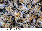 Macro photograph of bees. Dance of the honey bee. Bees in a bee hive on honeycombs. Стоковое фото, фотограф Леонид Еремейчук / Фотобанк Лори