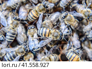 Macro photograph of bees. Dance of the honey bee. Bees in a bee hive on honeycombs. Стоковое фото, фотограф Леонид Еремейчук / Фотобанк Лори