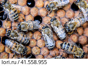 Macro photograph of bees. Dance of the honey bee. Bees in a bee hive on honeycombs. Стоковое фото, фотограф Леонид Еремейчук / Фотобанк Лори