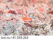 Hot coals in the stove. Стоковое фото, фотограф Леонид Еремейчук / Фотобанк Лори