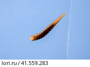 Leech on the glass. Bloodsucking animal. subclass of ringworms from the belt-type class. Hirudotherapy. Стоковое фото, фотограф Леонид Еремейчук / Фотобанк Лори