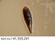 Leech on the glass. Bloodsucking animal. subclass of ringworms from the belt-type class. Hirudotherapy. Стоковое фото, фотограф Леонид Еремейчук / Фотобанк Лори