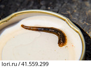 Leach on the lid of the jar. Bloodsucking animal. A subclass of ringworms from the belt-type class. Hirudotherapy with leeches. Giruda. Стоковое фото, фотограф Леонид Еремейчук / Фотобанк Лори