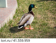 Кряква (Дикая утка). Селезень  (лат. Anas platyrhynchos) , (англ. wild duck ) Стоковое фото, фотограф Галина Савина / Фотобанк Лори