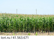 Corn field. Process of growth of corn, it still green also blossoms. Стоковое фото, фотограф Леонид Еремейчук / Фотобанк Лори