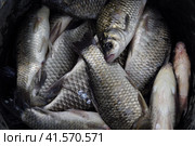 River fish macro photo. Fish catch. Carp and carp. Weed fish. Стоковое фото, фотограф Леонид Еремейчук / Фотобанк Лори
