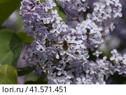 Bombyliidae on lilac. Shaggy fly on lilac colors. insect pollinator. Стоковое фото, фотограф Леонид Еремейчук / Фотобанк Лори
