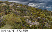 Typical Patagonian vegetation grows on the hillside. On stony soil, stunted bushes, grass, plants endemic to South America Azorella compacta yareta are visible. Clouds in the sky. Argentina. (2023 год). Стоковое фото, фотограф Вера Ивановна Кубарева / Фотобанк Лори