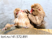 Snow monkey (Macaca fuscata) from Jigokudani Monkey Park in Japan, Nagano Prefecture. Cute Japanese macaque sitting in a hot spring. (2010 год). Стоковое фото, фотограф VittoriaChe / Фотобанк Лори