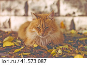 Крым, Евпатория, курорт, кошка, кот, осень, рыжий, листва (2023 год). Стоковое фото, фотограф Андрей Макаренко / Фотобанк Лори