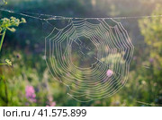 Паутина, покрытая каплями росы на рассвете. Стоковое фото, фотограф Светлана Корнякова / Фотобанк Лори